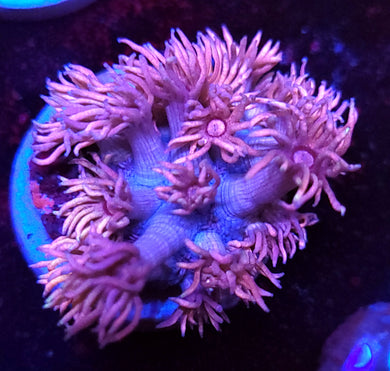 Pink Halo Goni