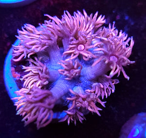 Pink Halo Goni