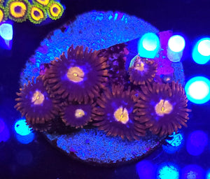 Fire & Ice Zoa Morphs