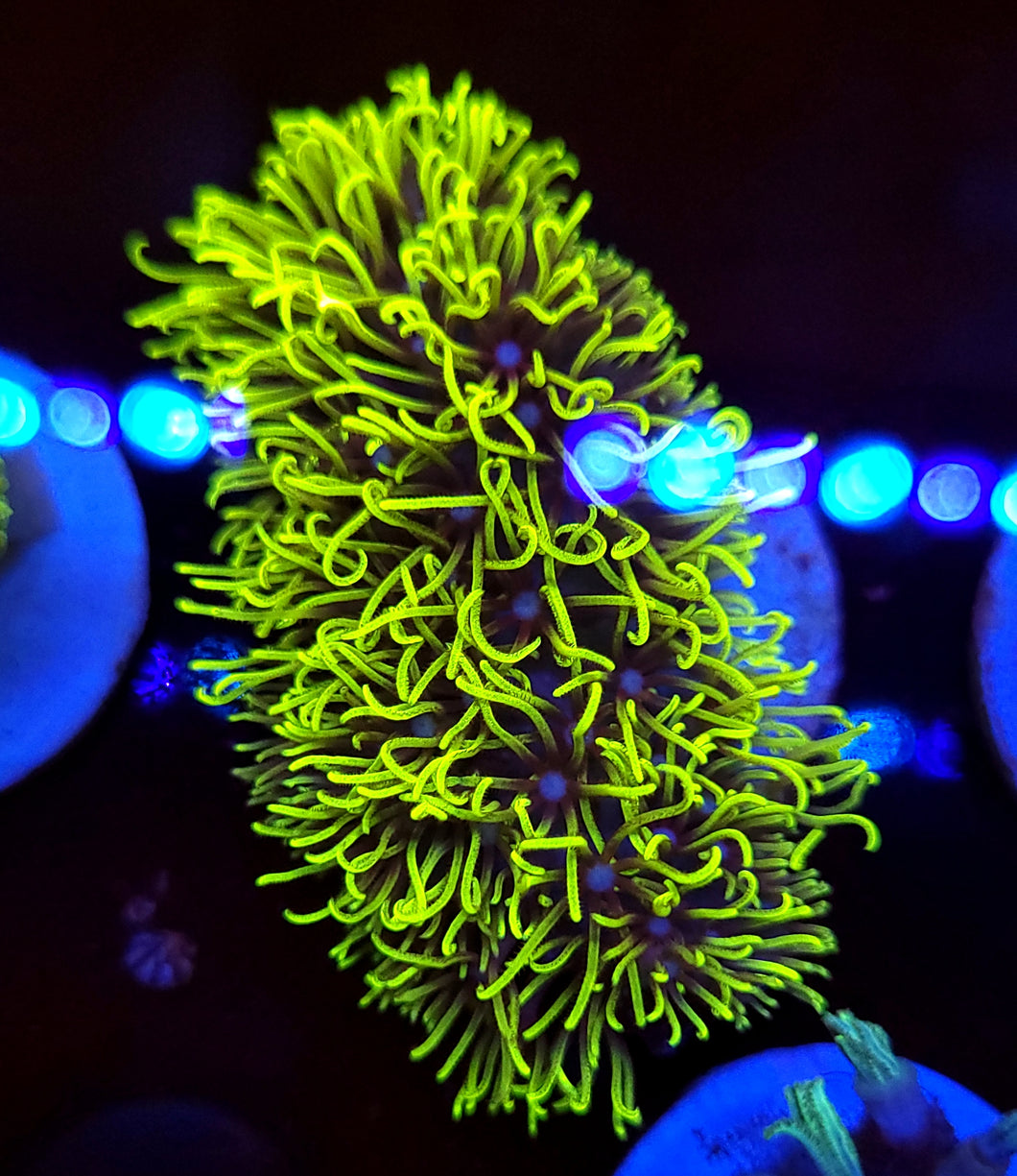 Branching Green Star Polyps (GSP) – Clay's Corals