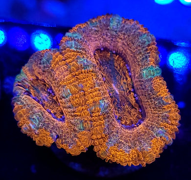 Pink & Red Acans