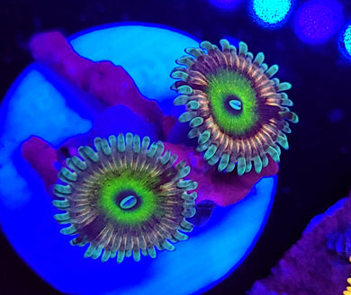 Pink Hippo Zoas