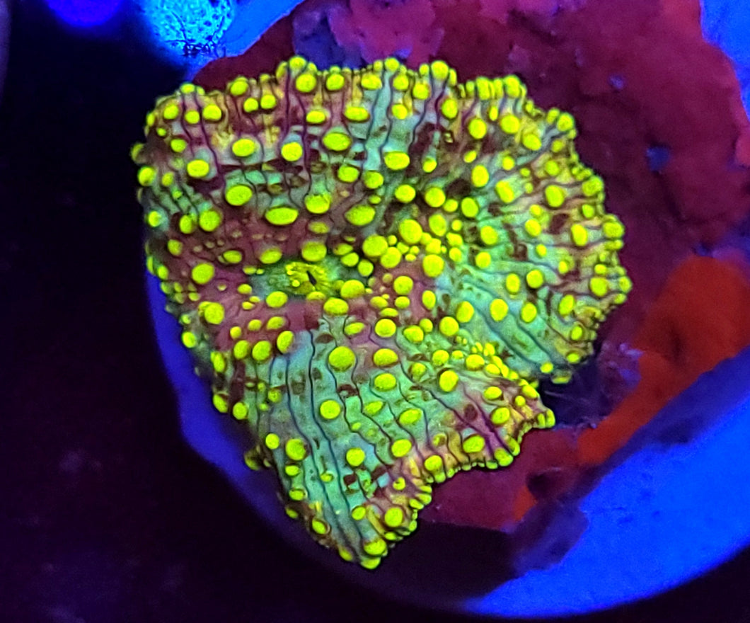 Nuclear Lava Lamp Mushroom