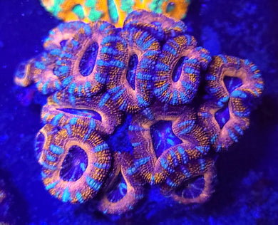 Pink Swirl Acan Colony