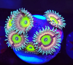 Pink Hippo Zoas