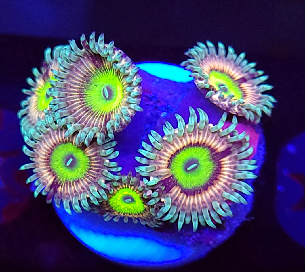 Pink Hippo Zoas