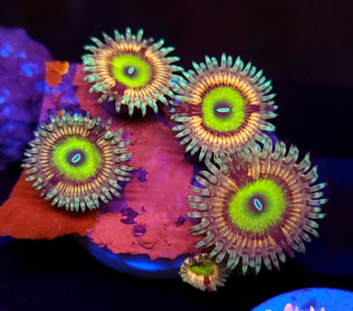 Pink Hippo Zoas