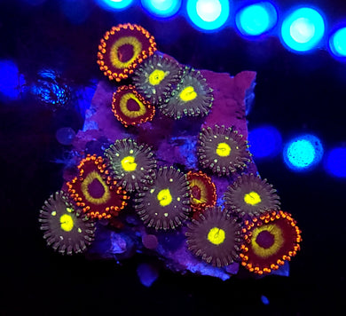 Fruit Loop Zoa Combo