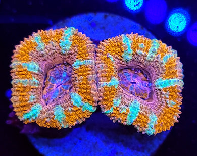 Peppermint Swirl Acans