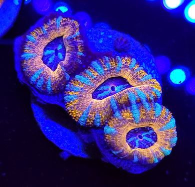 Pink Swirl Acans