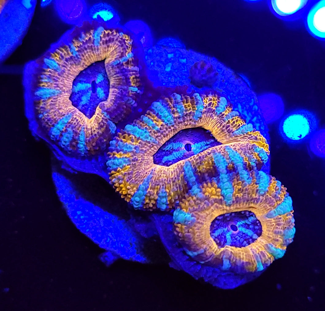 Pink Swirl Acans