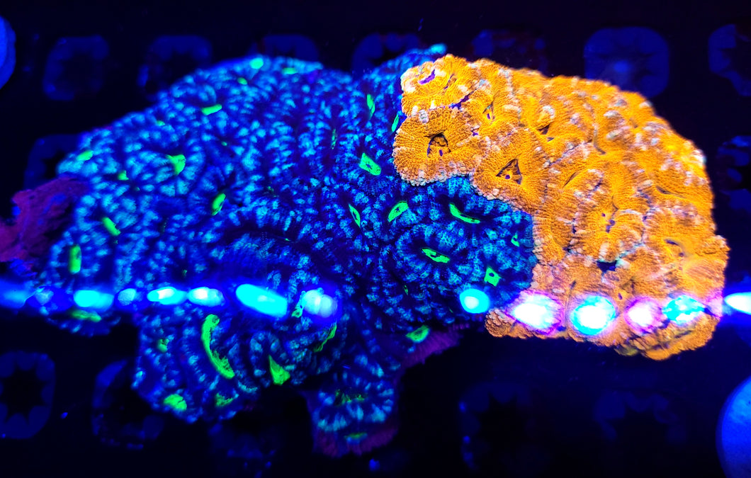 Ultra Grafted Acan Colony