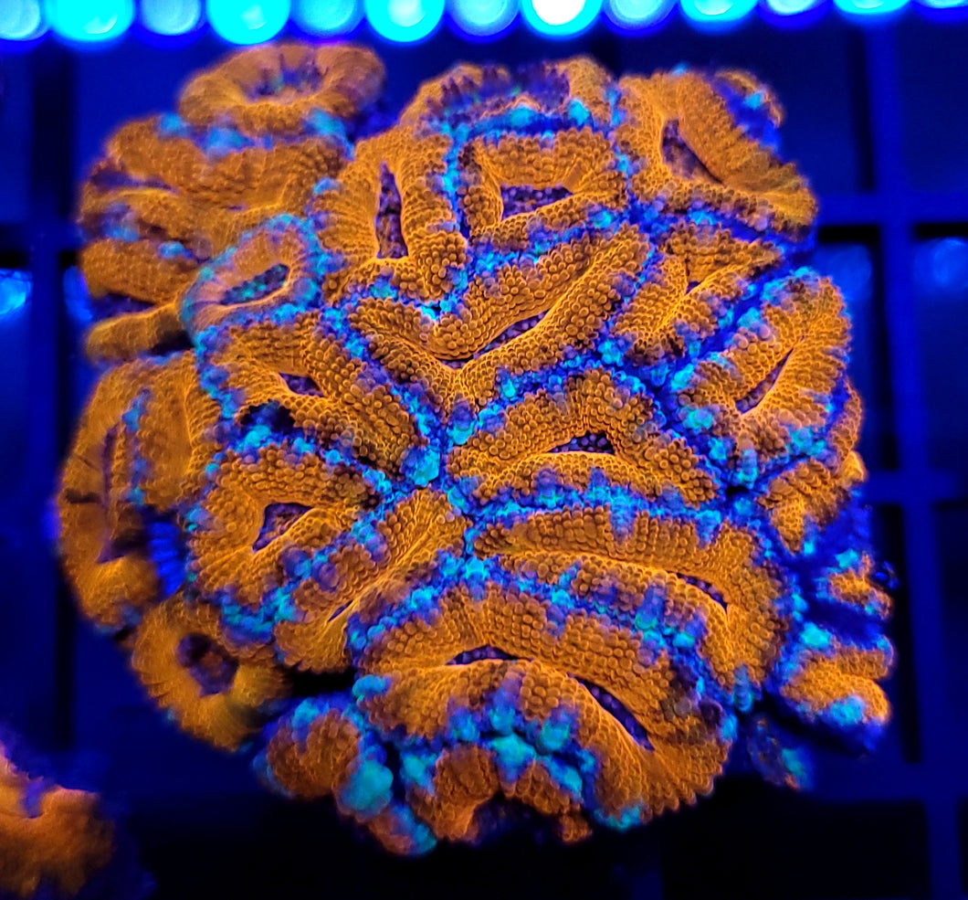Blue Rim Orange Acan Colony