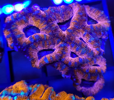 Pink Ring Acan Chunk