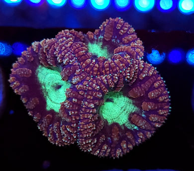 Pink & Teal Blasto Cluster