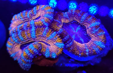 Pink Swirl Acans