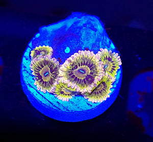 Ultra Stratocaster Zoas