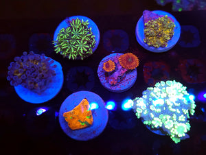 Mixed Reef LPS Coral Pack