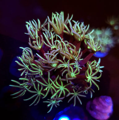 Pipe Organ Coral Chunk