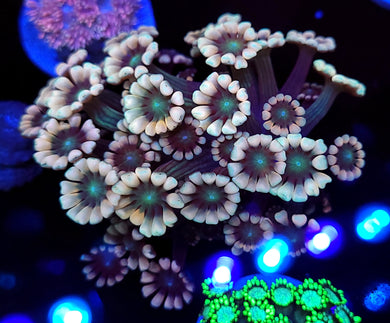 Pink Tip Alveopora