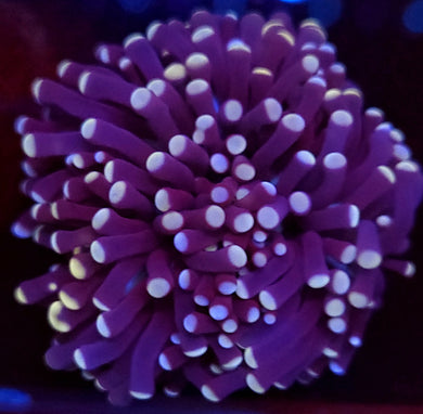 Pink Tip Purple Tonga Torch