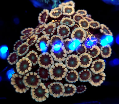 Pink Tip Alveopora Chunk