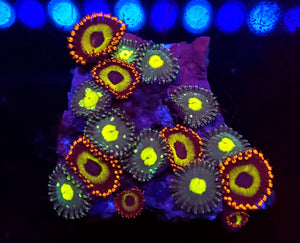 Fruit Loop Zoa Combo