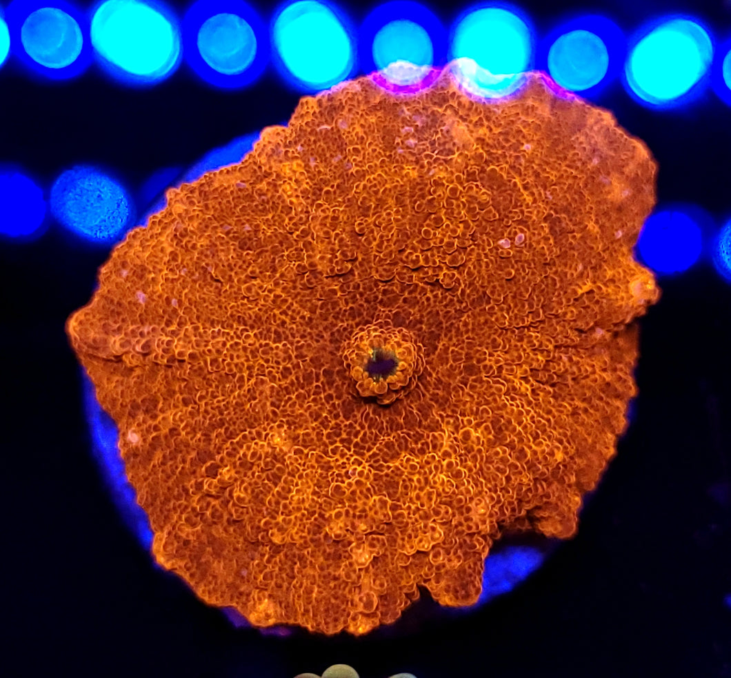 Ultra Orange White Spot Discoma Mushroom