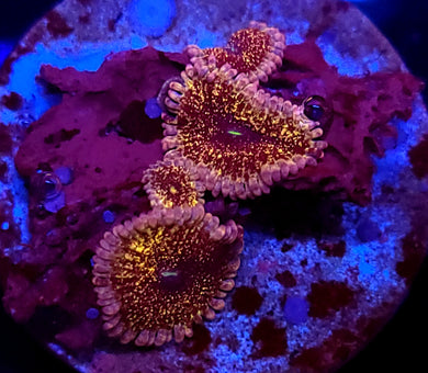 Paledian Zoas