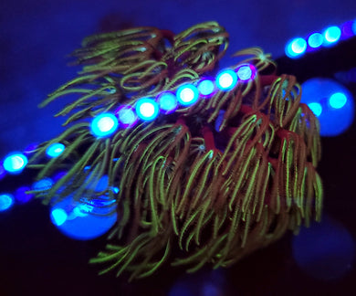 Pipe Organ Coral