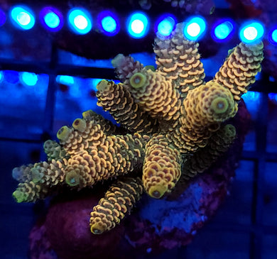 Peaches N Cream Mille frag