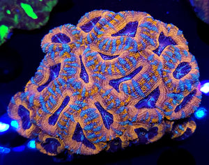 Pink Swirl Acan frag