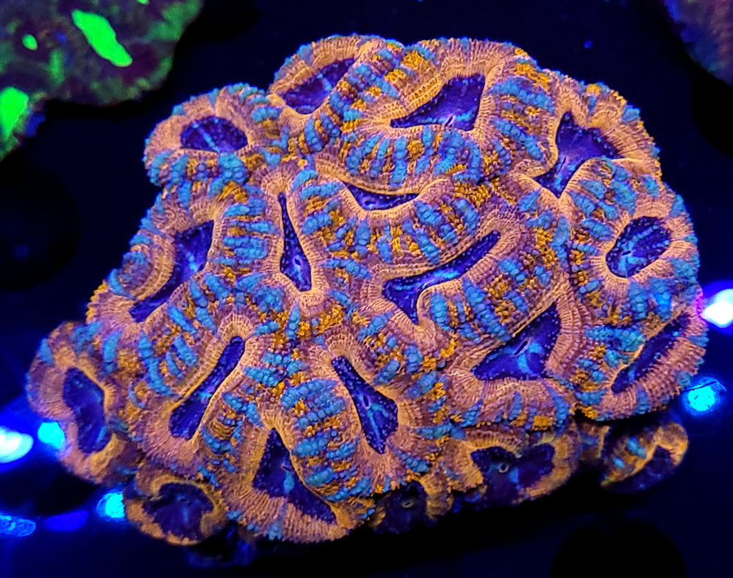 Pink Swirl Acan frag
