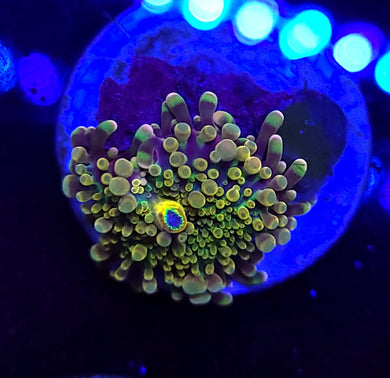 Pink Tip Golden Yuma Mushroom