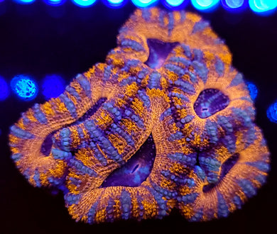Pink Swirl Acan Chunk
