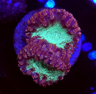 Pink & Teal Blastos