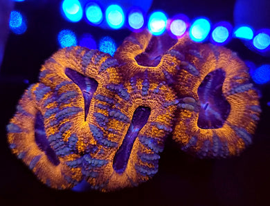 Pink Swirl Acan Chunk