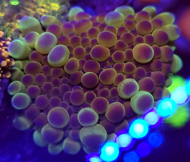 Pearl Bounce Yuma Mushroom