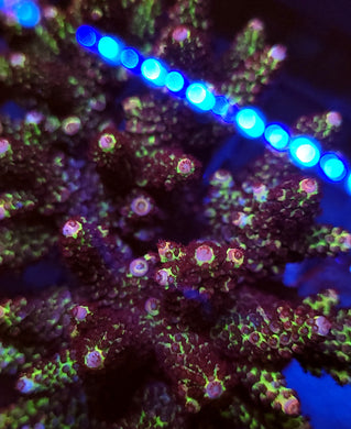 Planet X Acro Frag