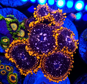 Utter Chaos Zoas
