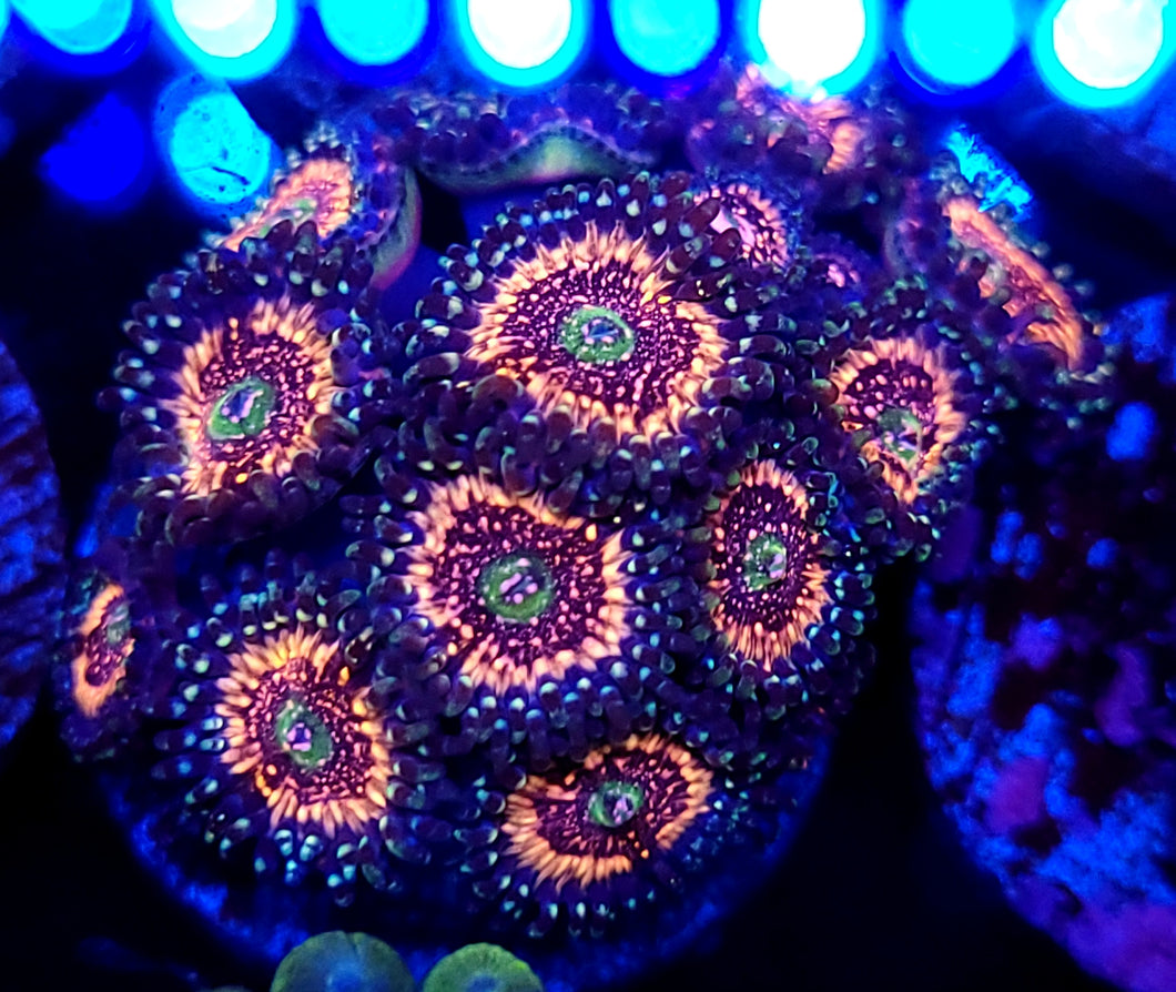 Pink Zipper Zoa Cluster