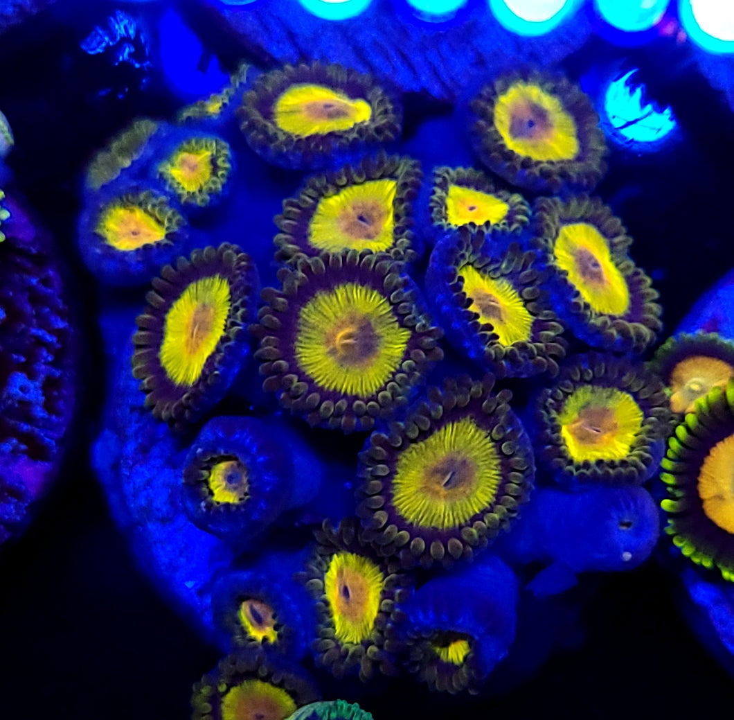 King Midas Zoas