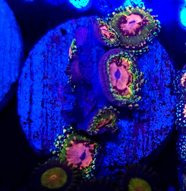 Pink Krakatoa Zoa frag