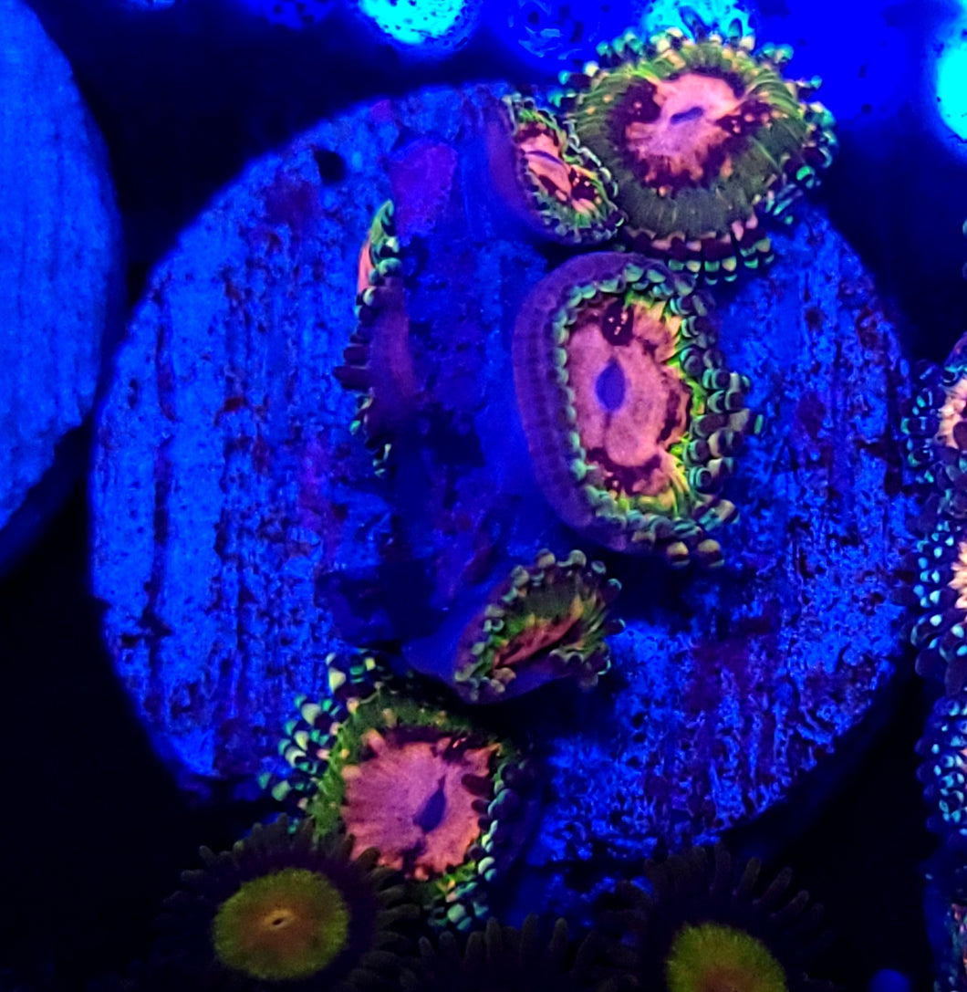Pink Krakatoa Zoa frag