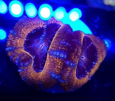 Pink Swirl Acans