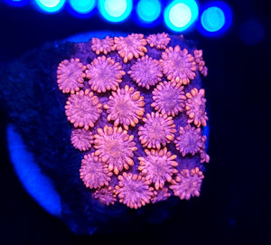 Hot Pink Goni