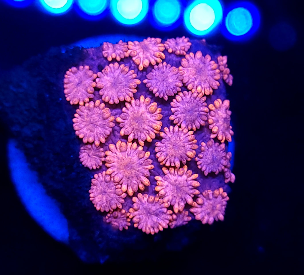 Hot Pink Goni