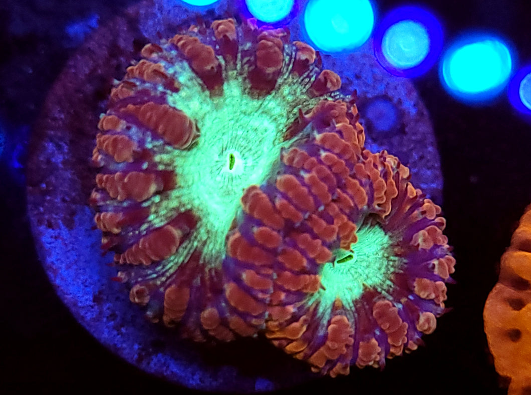 Pink & Teal Blastos