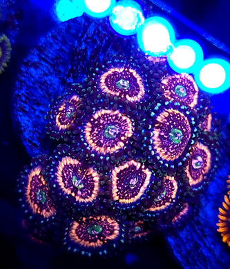 Pink Zipper Zoas