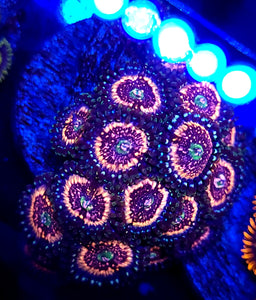 Pink Zipper Zoas
